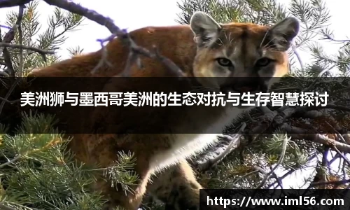 美洲狮与墨西哥美洲的生态对抗与生存智慧探讨